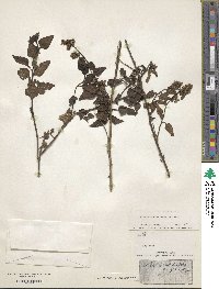 Celosia nitida image