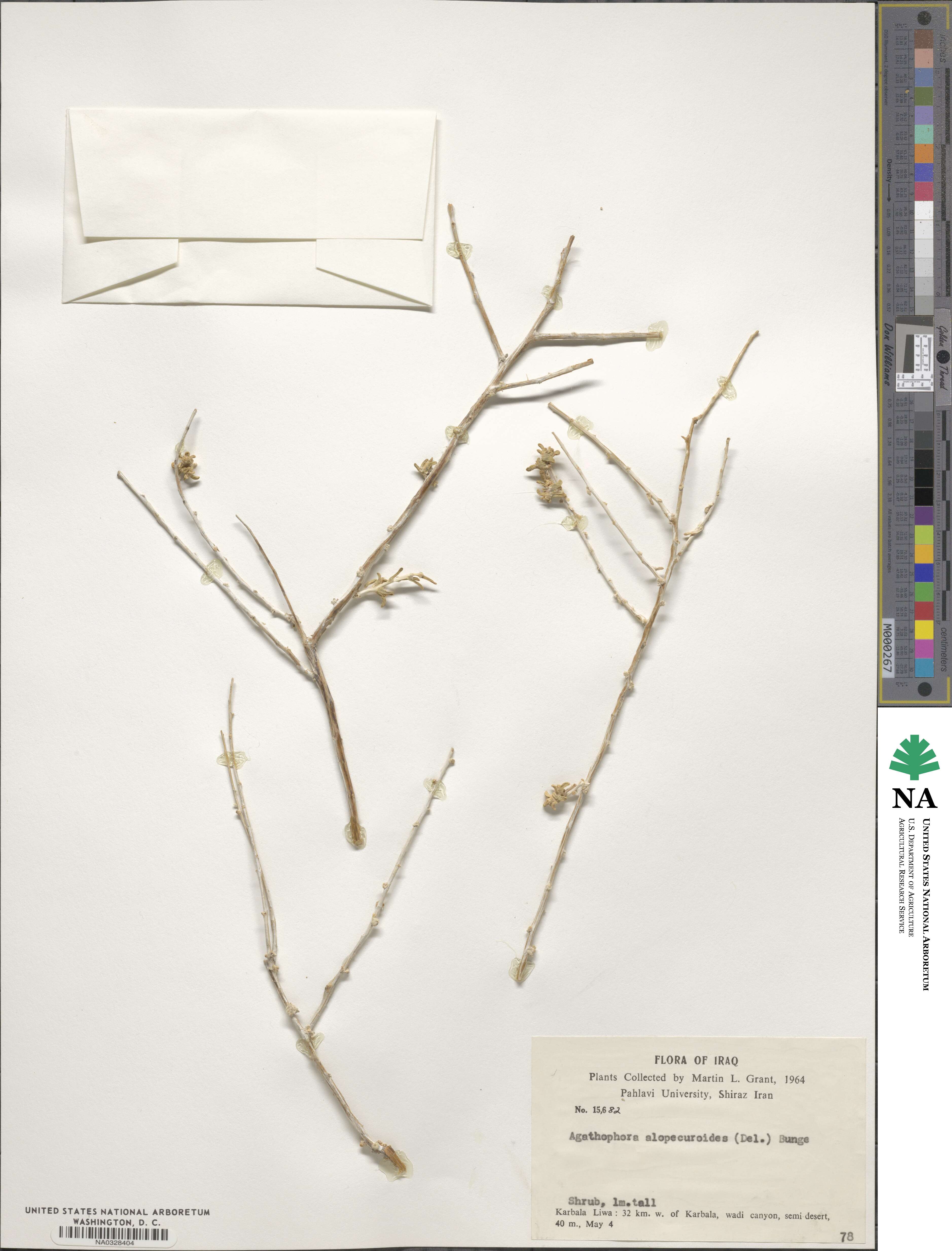 Halogeton alopecuroides image