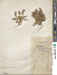 Halogeton glomeratus image