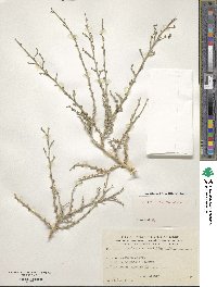 Image of Halothamnus hierochunticus