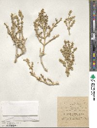 Anabasis setifera image