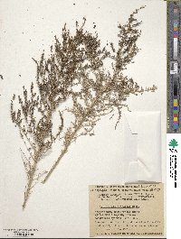 Image of Salsola ericoides