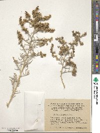 Image of Salsola glauca