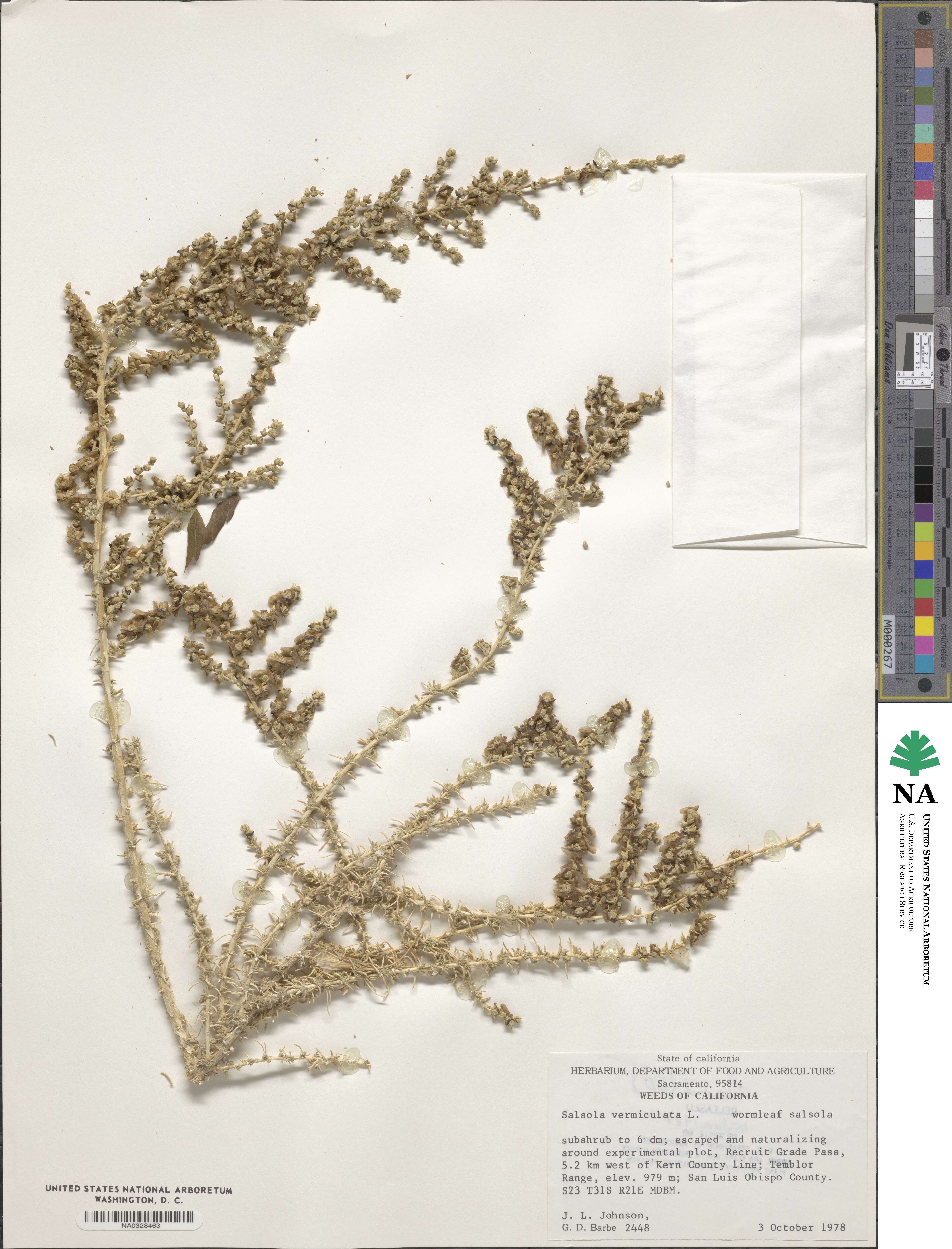 Salsola vermiculata image