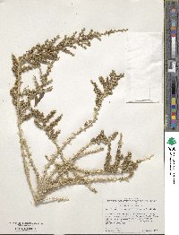 Salsola vermiculata image