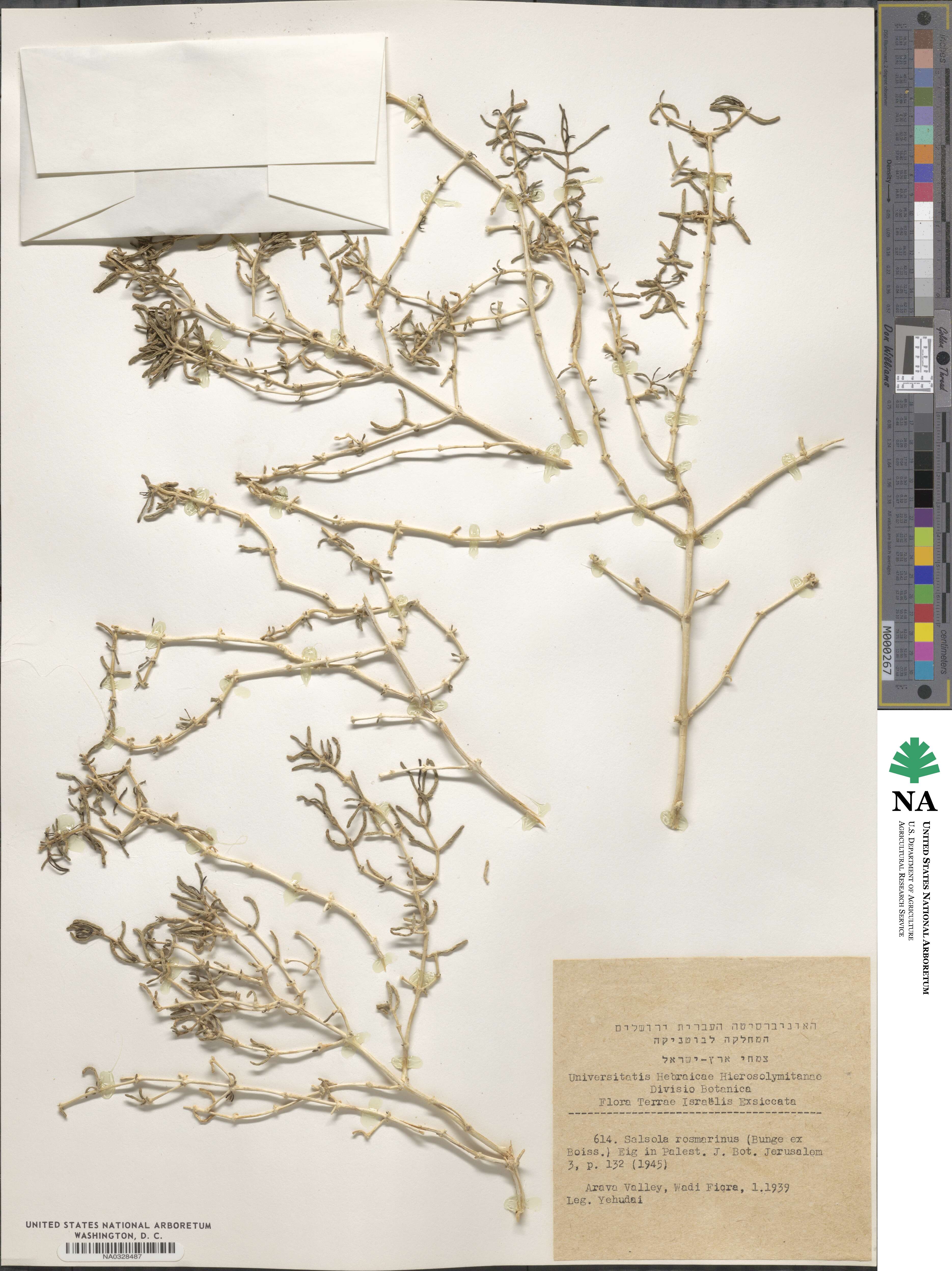 Salsola rosmarinus image