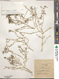 Salsola rosmarinus image