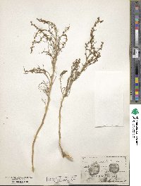 Halothamnus subaphyllus subsp. subaphyllus image