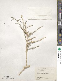 Halothamnus subaphyllus subsp. subaphyllus image