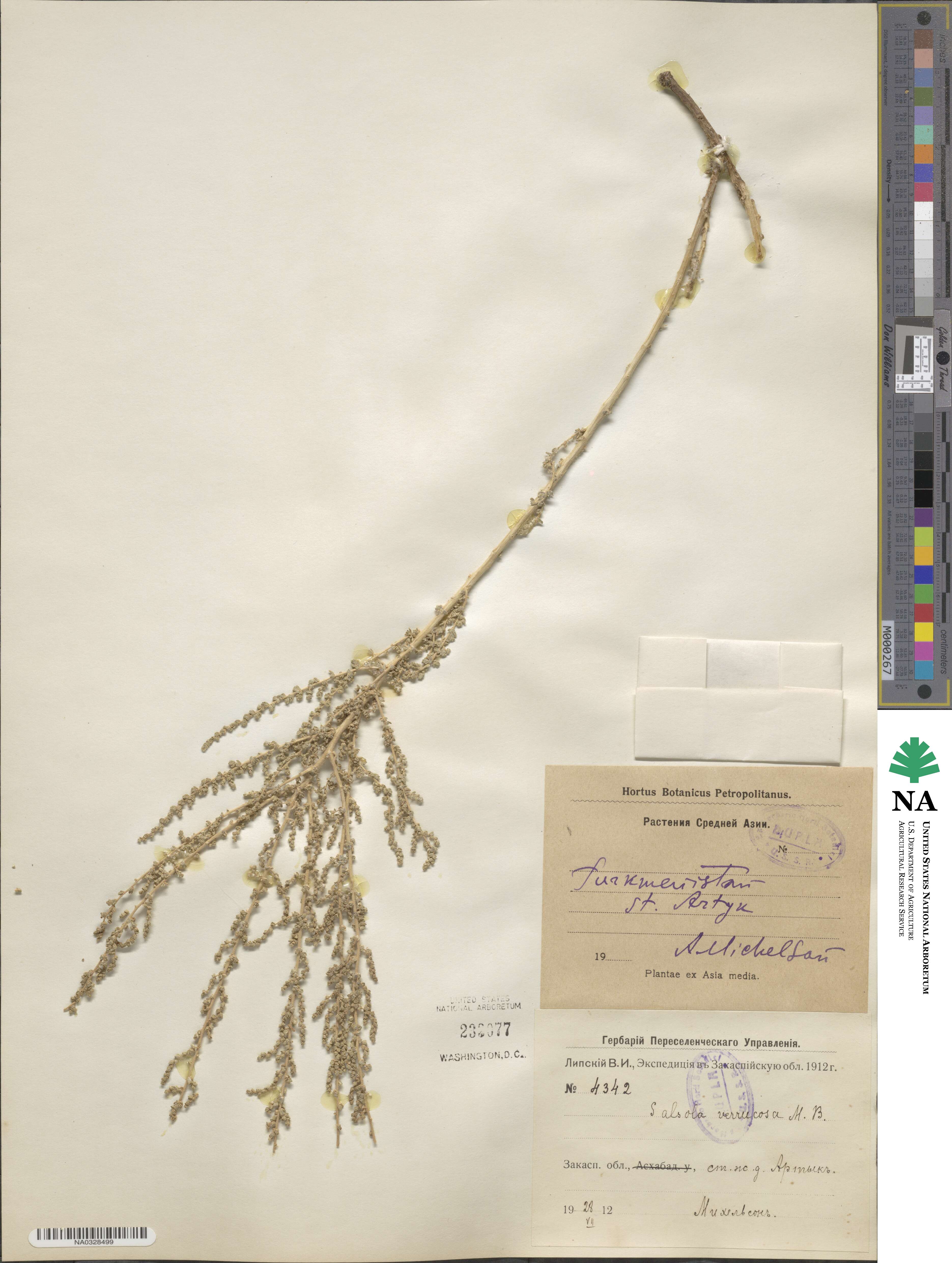 Salsola verrucosa image