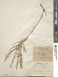 Image of Salsola verrucosa