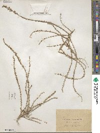 Salsola vermiculata image