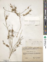 Image of Salsola richteri