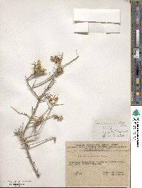 Xylosalsola arbuscula image