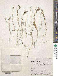 Image of Suaeda linifolia