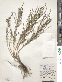 Suaeda maritima image