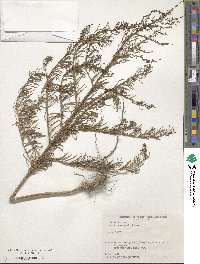 Suaeda maritima image