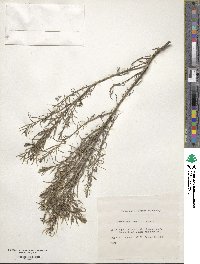 Suaeda maritima image