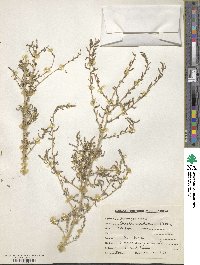 Image of Suaeda nudiflora