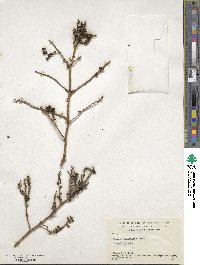 Suaeda vermiculata image