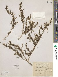 Suaeda fruticosa image