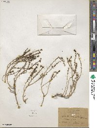 Suaeda vermiculata image