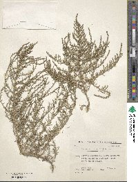 Suaeda maritima image