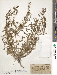 Suaeda maritima image