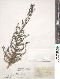 Suaeda maritima image