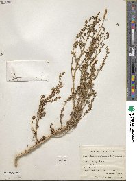 Suaeda aegyptiaca image