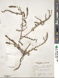 Suaeda fruticosa image