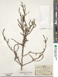 Suaeda suffrutescens image