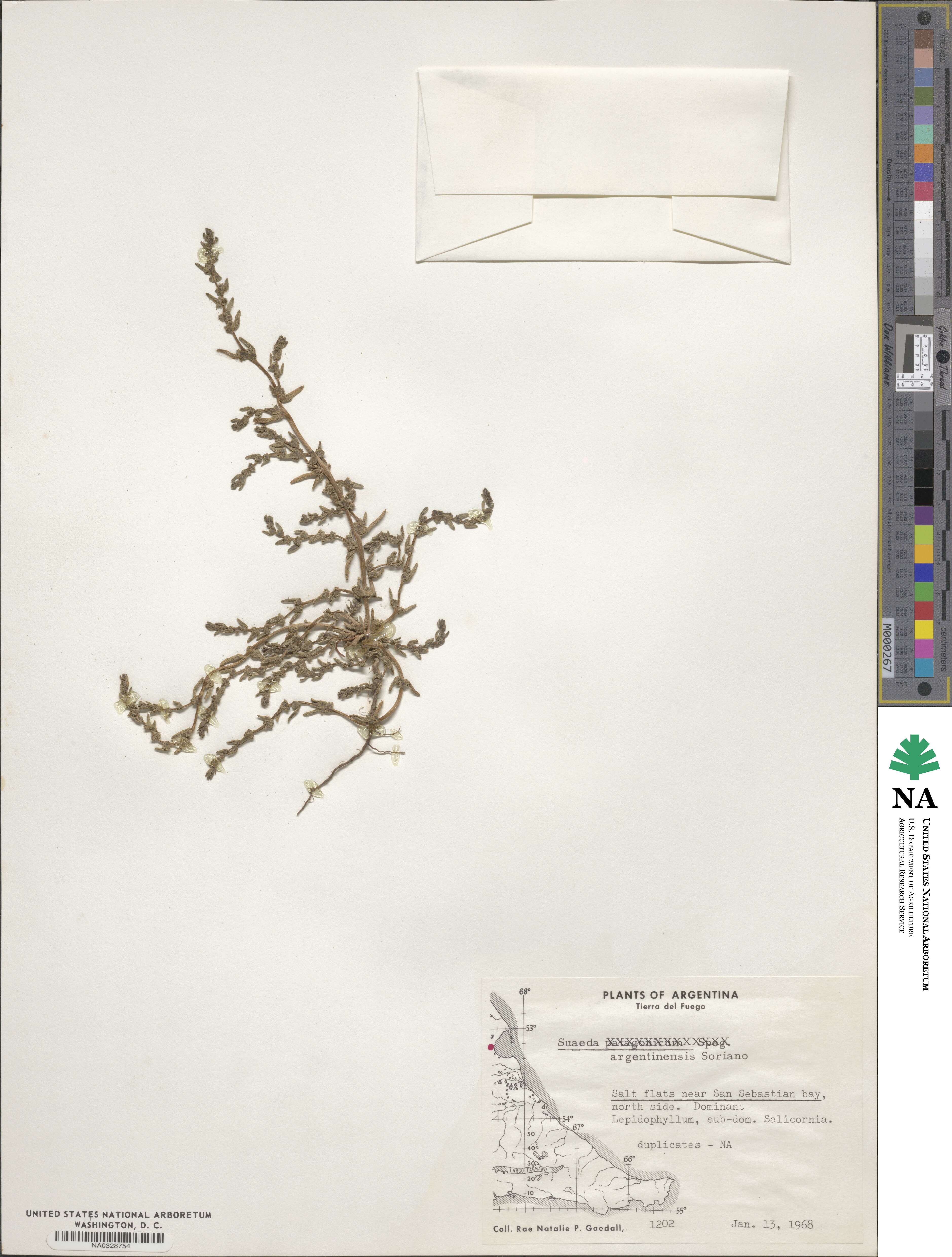 Suaeda argentinensis image