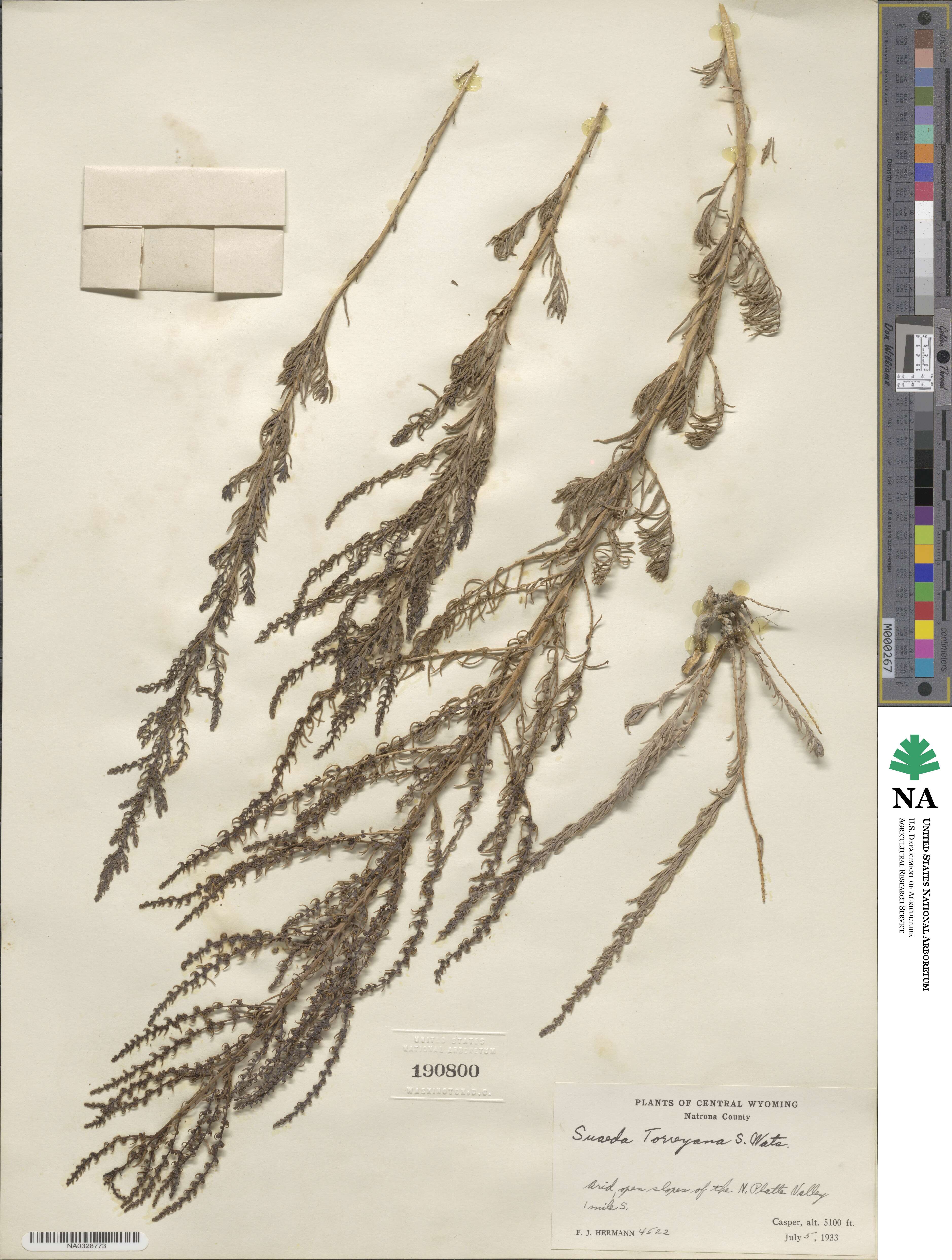 Suaeda nigra image