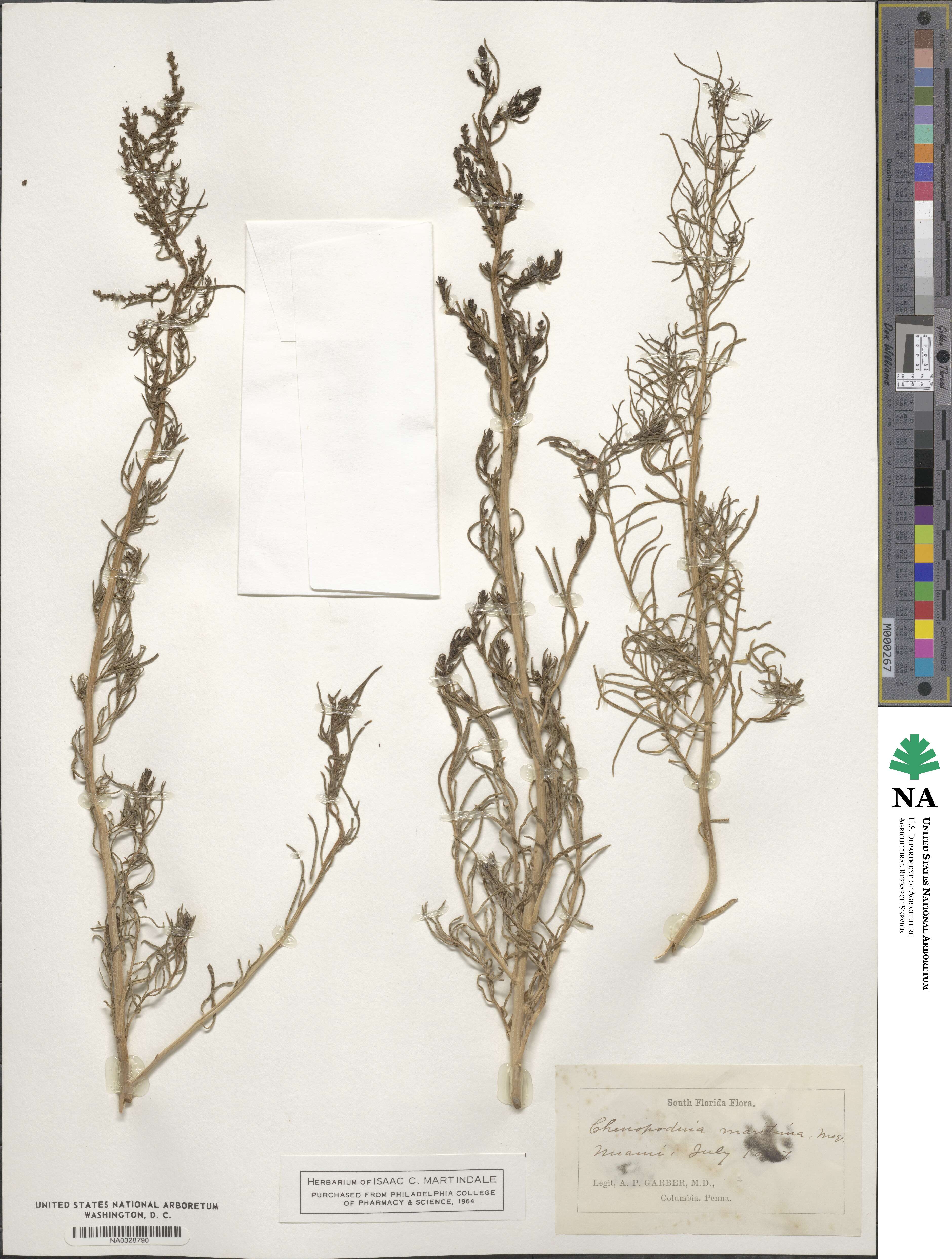 Suaeda maritima image
