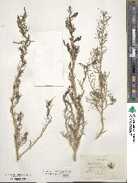 Suaeda maritima image