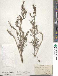 Suaeda maritima image