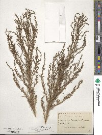 Suaeda maritima image