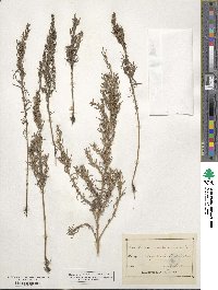 Suaeda maritima image