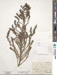 Suaeda maritima image