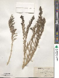 Suaeda calceoliformis image