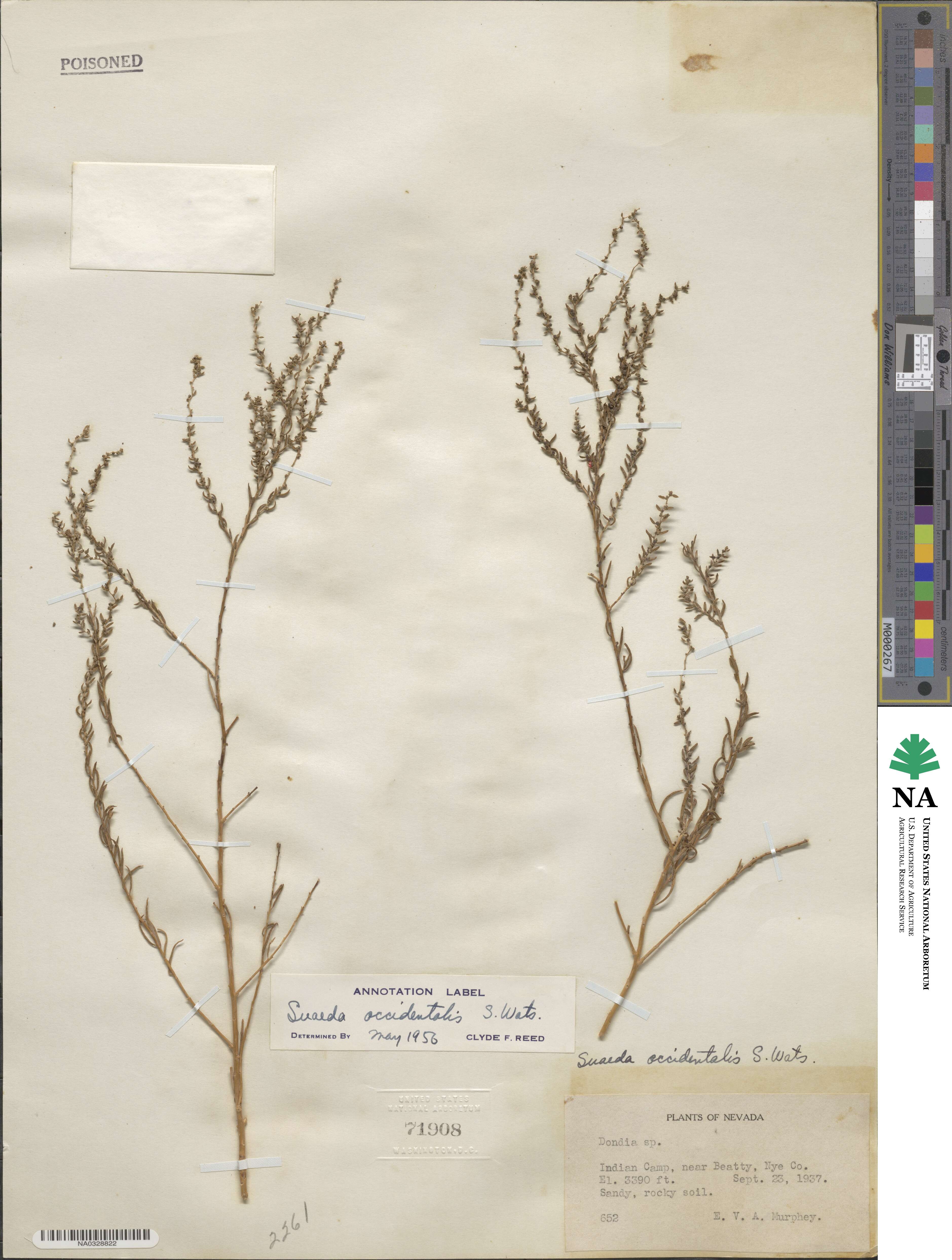 Suaeda occidentalis image