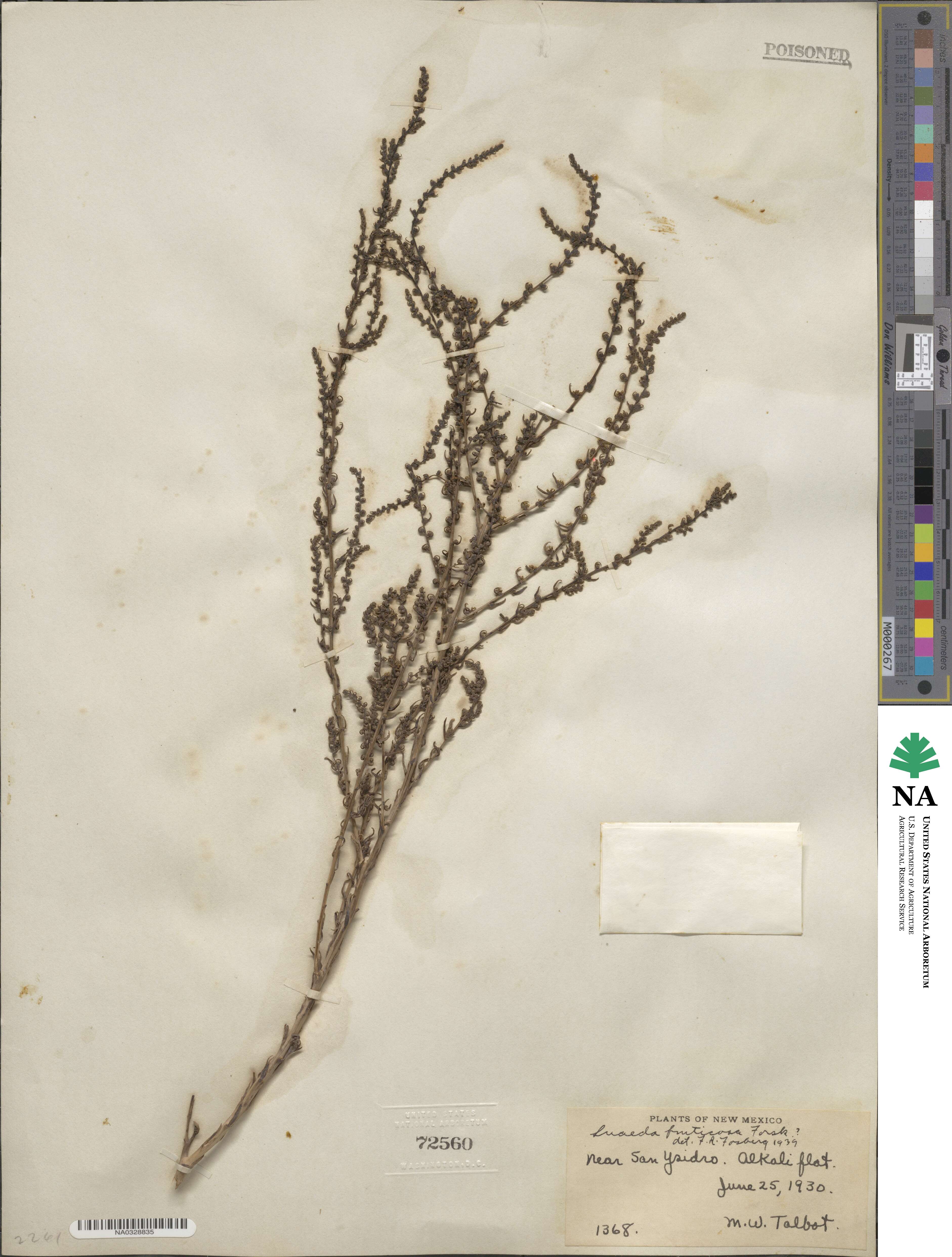 Suaeda fruticosa image