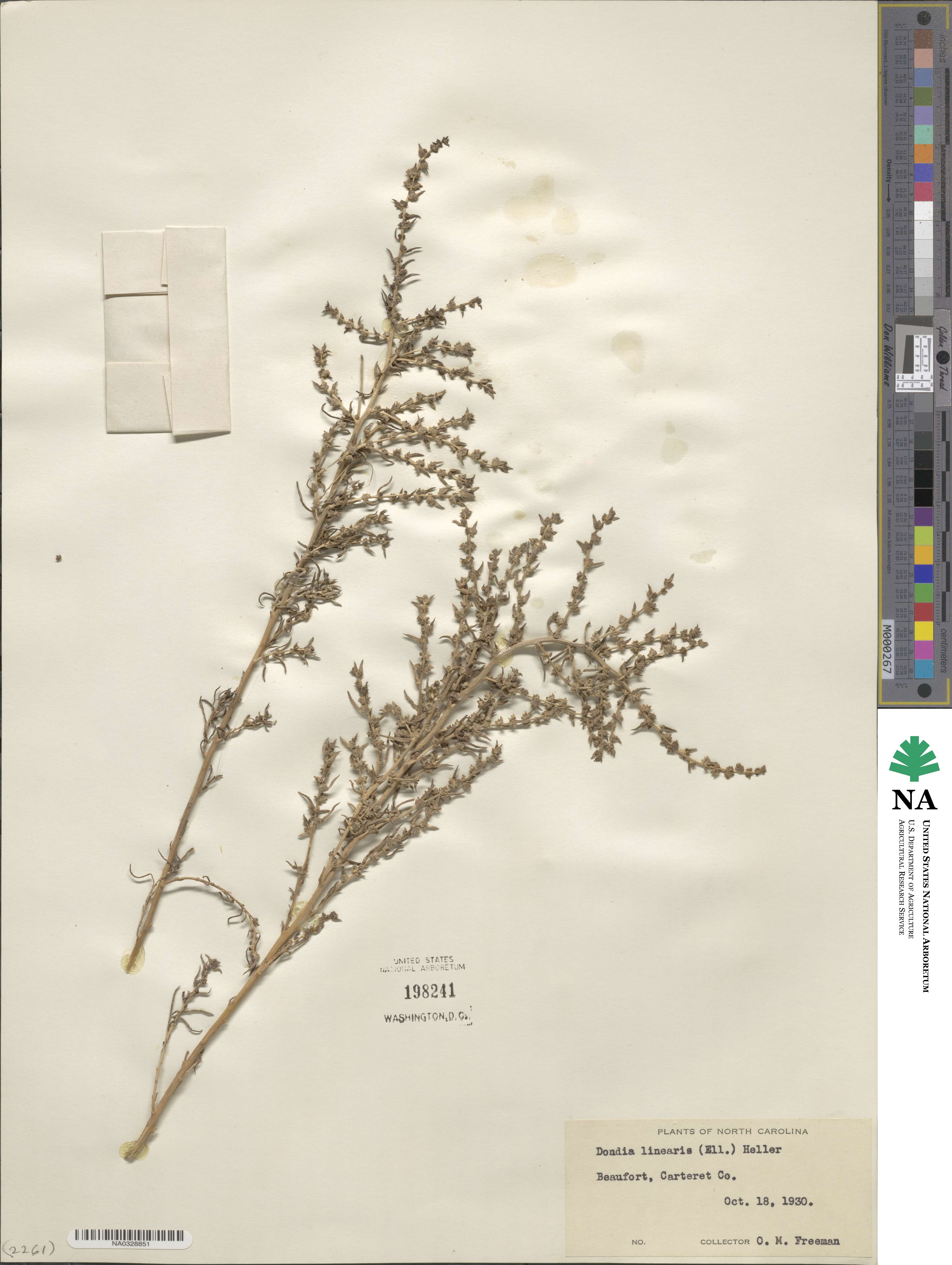 Suaeda linearis image