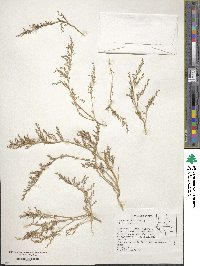 Suaeda calceoliformis image