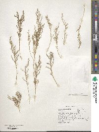 Suaeda calceoliformis image