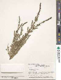 Suaeda calceoliformis image