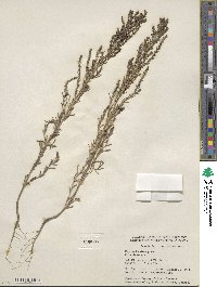 Suaeda calceoliformis image