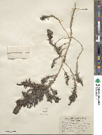 Suaeda calceoliformis image