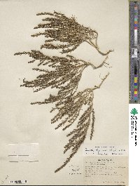 Suaeda calceoliformis image